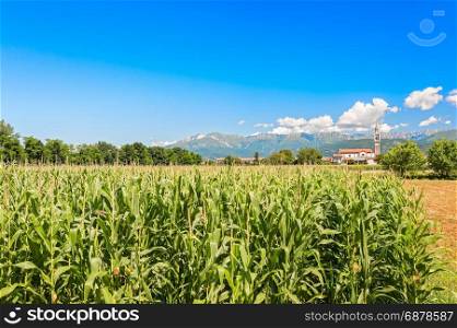 Agricultural landscape. Field of corn, mountains and blue sky with clouds.