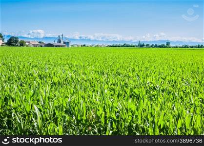 Agricultural landscape,field of mais,farm and silos