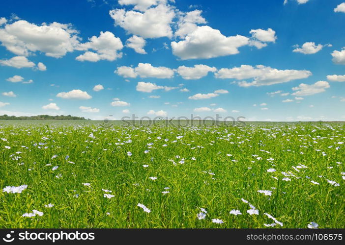 Agricultural landscape. Fields with flowering flax and blue sky