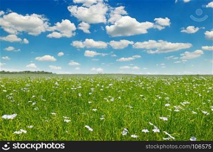 Agricultural landscape. Fields with flowering flax and blue sky