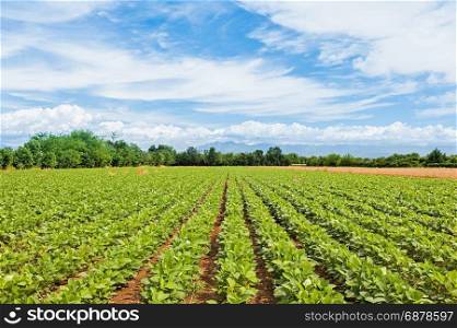 Agricultural landscape. Green field of soy with blue sky and clouds.