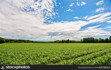 Agricultural landscape. Green field of soybean. Soybean plantation.