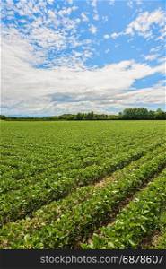 Agricultural landscape. Green field of soybean. Soybean plantation.