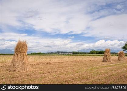 Agricultural landscape. Handmade grain harvest. Sheaves of wheat.