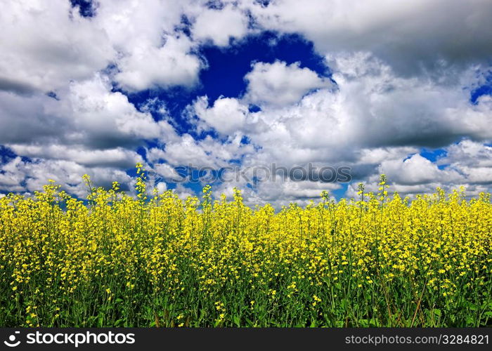 Agricultural landscape of canola or rapeseed farm field in Manitoba, Canada