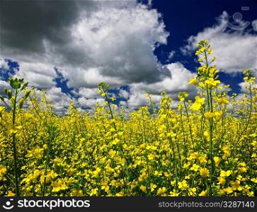 Agricultural landscape of canola or rapeseed farm field in Manitoba, Canada