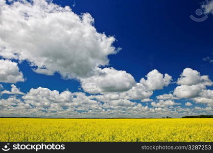 Agricultural landscape of canola or rapeseed farm field in Manitoba, Canada