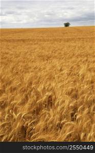 Agricultural landscape of golden wheat growing in a farm field