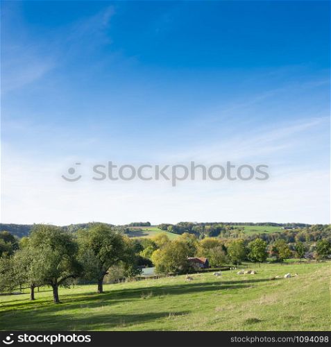 agricultural landscape of south limburg with white cows and trees on sunny day in the autumn
