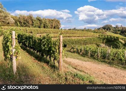 Agricultural landscape. Vineyard in summer against blue sky with clouds.