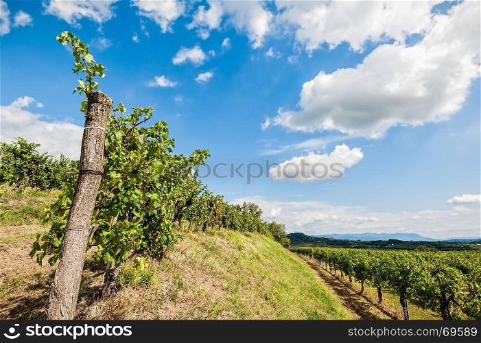 Agricultural landscape. Vineyard in summer against blue sky with clouds.