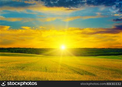 Agricultural landscape. Wheat field and a delightful sunrise.
