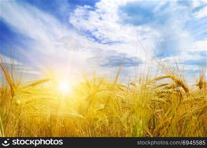 Agricultural landscape. Wheat field and sunrise in the blue sky.
