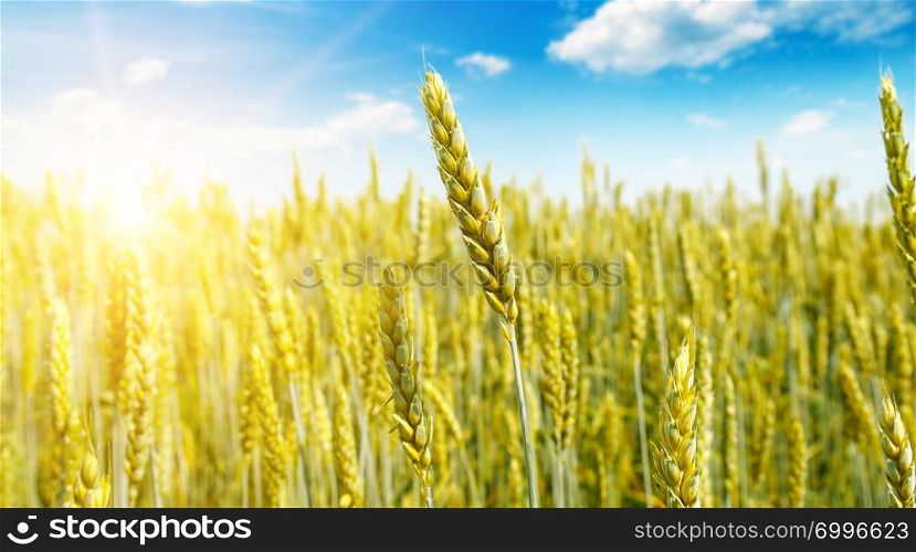 Agricultural landscape. Wheat field and sunrise in the blue sky. Wide photo.