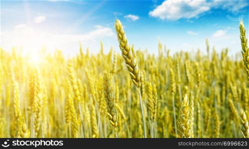 Agricultural landscape. Wheat field and sunrise in the blue sky. Wide photo.