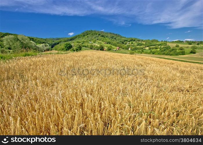 Agricultural landscape wheat field on green hill in Croatia, Prigorje region