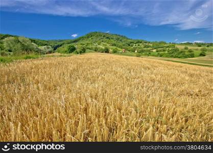 Agricultural landscape wheat field on green hill in Croatia, Prigorje region