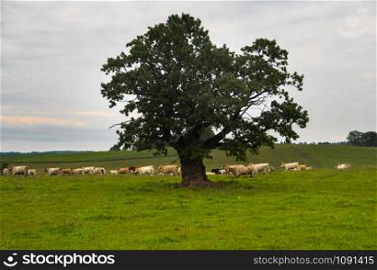 Agricultural landscape with a big and old oak amidst green pasture and herd of white and brown cows running behind it in the early summer morning in Latvia