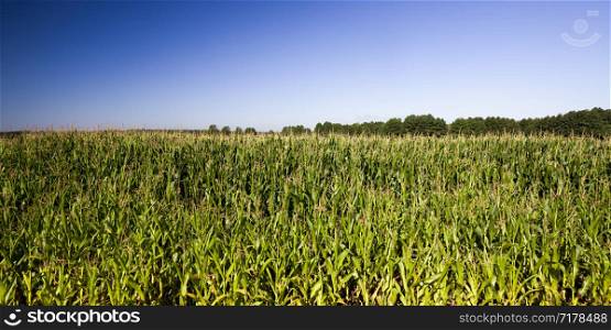 agricultural landscape with rows of green corn in summer Sunny day, young corn field, green plants illuminated by sunlight , sweet food corn on blue sky background. agricultural landscape with rows of green corn