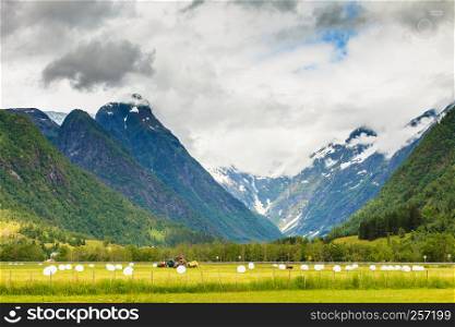 Agricultural landscape with straw packages on field. Cereal bale of hay wrapped in plastic white foil, summer in norwegian country, Scandinavia Europe. Bale of hay wrapped in plastic foil, Norway