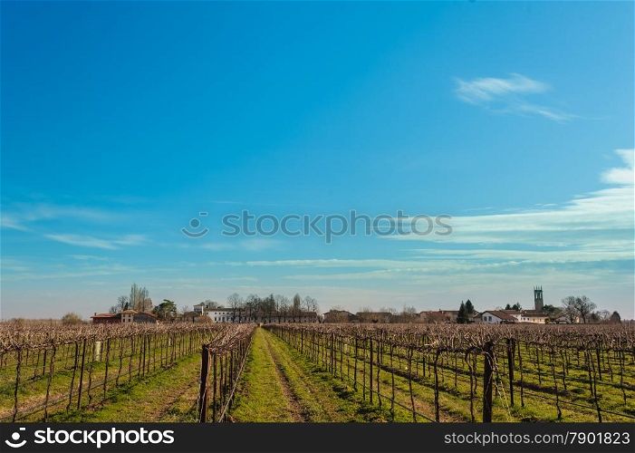Agricultural Landscape with vineyard and farm house in the background