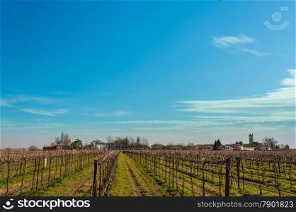 Agricultural Landscape with vineyard and farm house in the background