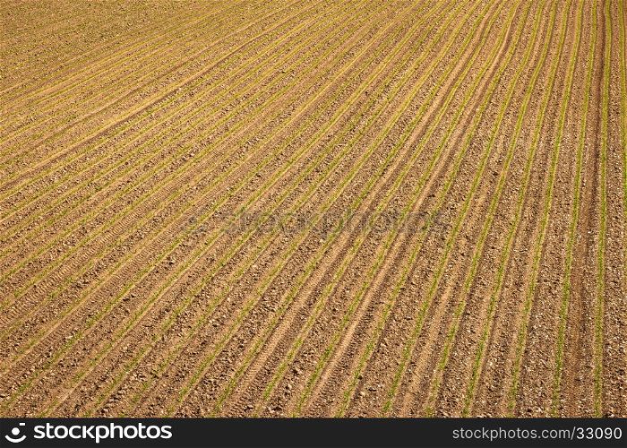 Agricultural layer view od plowed field with young crop