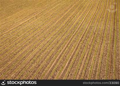 Agricultural layer view od plowed field with young crop