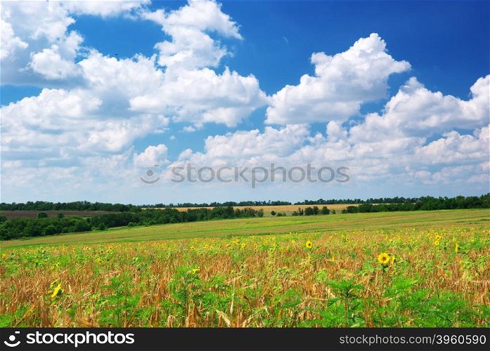 Agricultural meadow and beautiful sky. Nature composition.