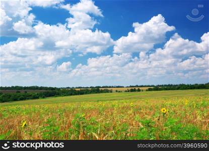Agricultural meadow and beautiful sky. Nature composition.