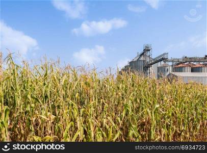 Agricultural panorama. Field of corn , set of agricultural storage tanks and blue sky with clouds. Countryside scenery.