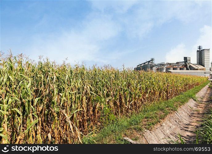 Agricultural panorama. Field of corn , set of agricultural storage tanks and blue sky with clouds. Countryside scenery.