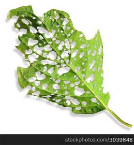 Agricultural Pest Damage leaf as a sick plant on a white background with damaged surface eaten by an insect or disease as a pesticide or herbicide concept.. Agricultural Pest Damage