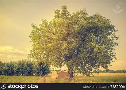 Agricultural scene: three bales of hay to dry under a tree in the late afternoon sun.