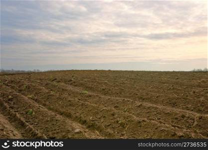 Agricultural scenery: strip of ploughed earth