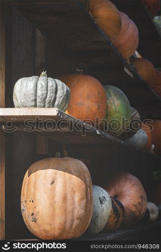 Agricultural scenery with colorful pumpkins on the wooden shelves of a barn. Harvest day concept. Rustic image of pumpkins in wooden storage space.