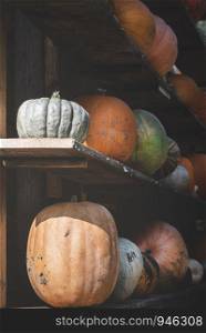 Agricultural scenery with colorful pumpkins on the wooden shelves of a barn. Harvest day concept. Rustic image of pumpkins in wooden storage space.