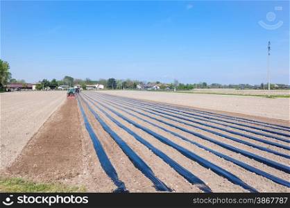 Agricultural work: preparing the fields for planting the rooted grafts of the screws
