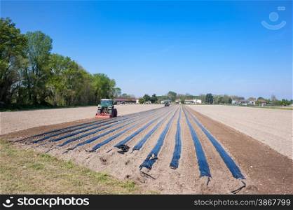 Agricultural work: preparing the fields for planting the rooted grafts of the screws