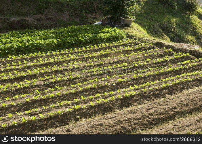 Agriculture