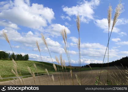 Agriculture