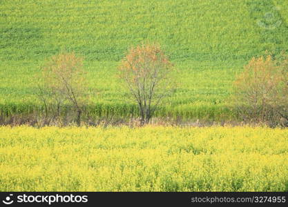 Agriculture