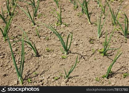 Agriculture and gardening. Field with organically growing onions