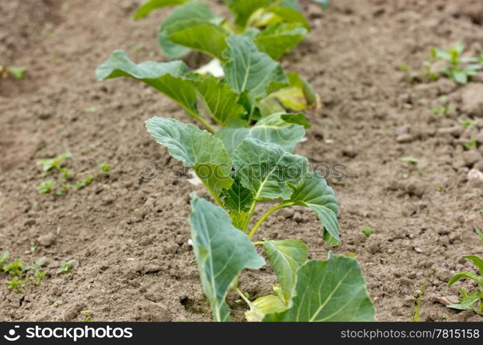 Agriculture and gardening. Garden with organically growing cabbages