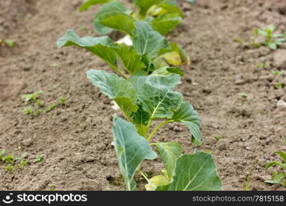 Agriculture and gardening. Garden with organically growing cabbages