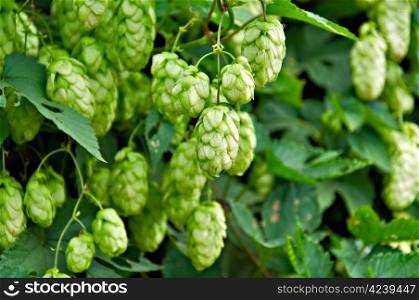 Agriculture Background - crop of fresh ripe hop.