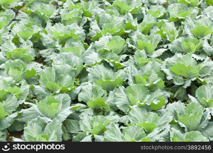 Agriculture cabbage areas planted cabbage big mountain cold.