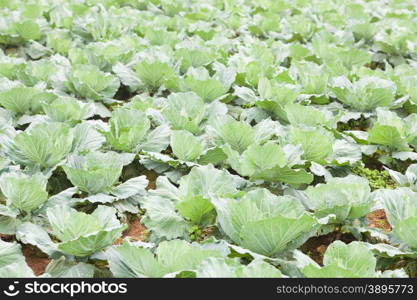 Agriculture cabbage areas planted cabbage big mountain cold.