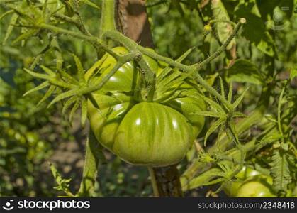  Agriculture concept. Green tomatoes growing on branch. Green tomatoes growing