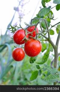 Agriculture concept. Red tomatoes growing on branch. Red tomatoes harvest
